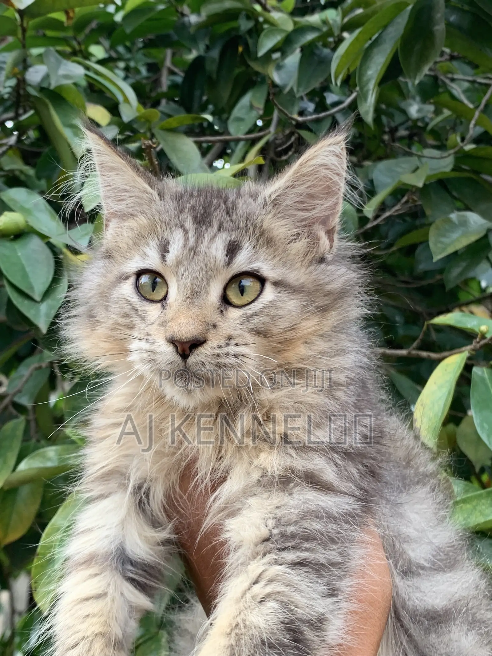 1-3 months Male Purebred Maine Coon
