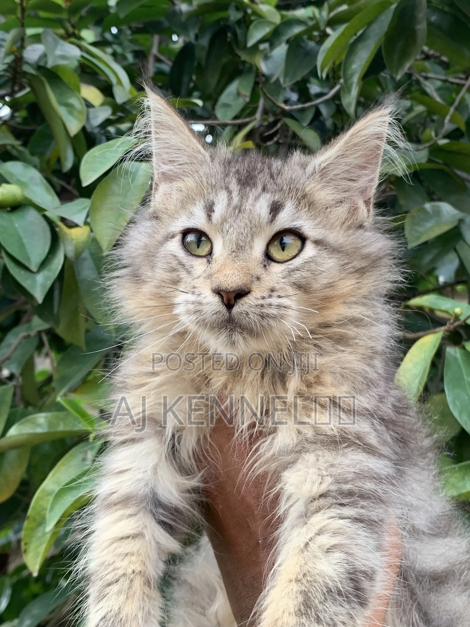1-3 months Male Purebred Maine Coon