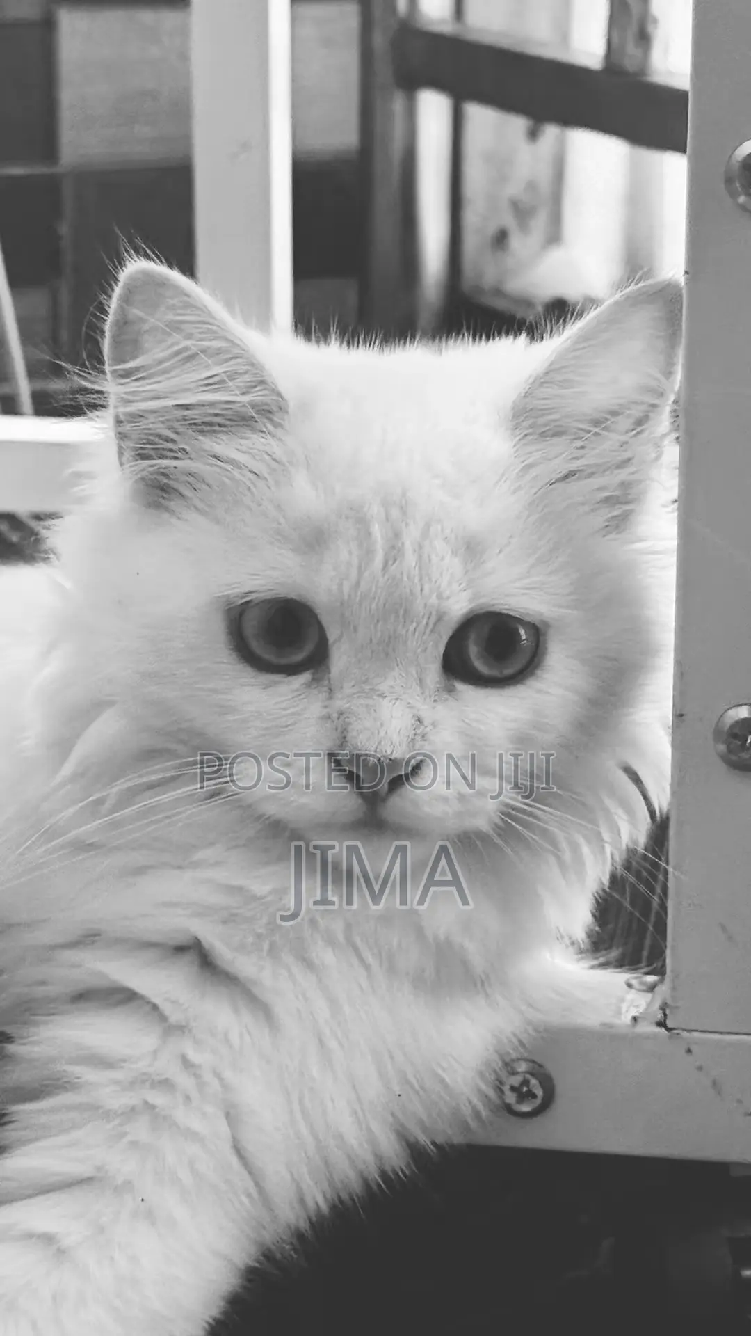 1-3 months Female Purebred Turkish Angora
