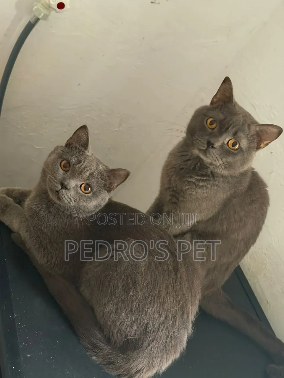 6-12 months Male Purebred British Shorthair