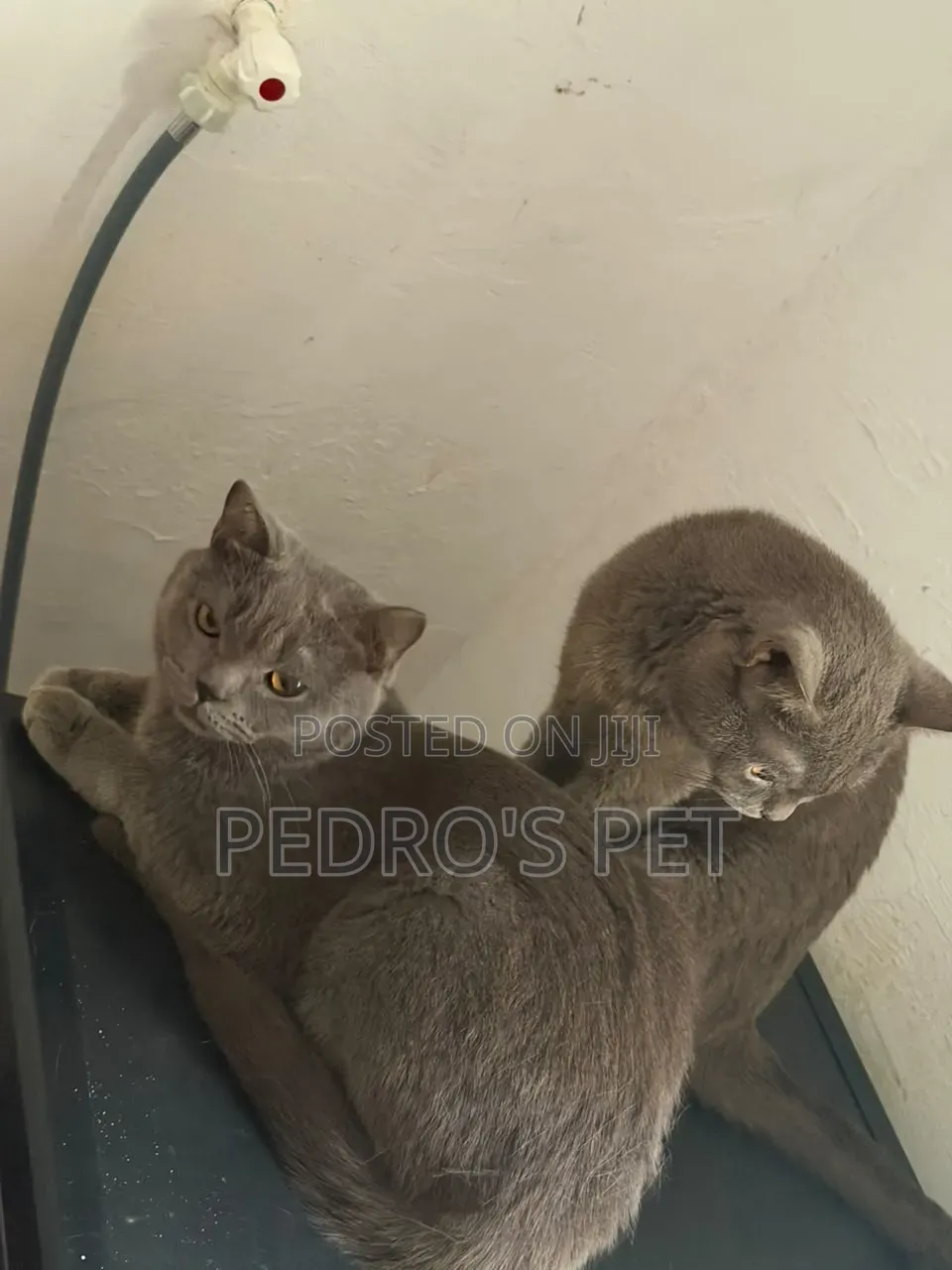 6-12 months Male Purebred British Shorthair