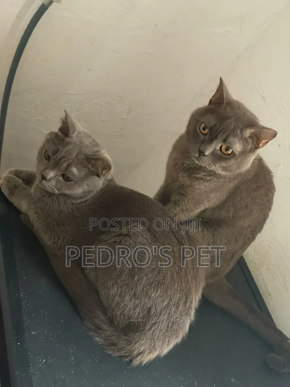 6-12 months Female Purebred British Shorthair