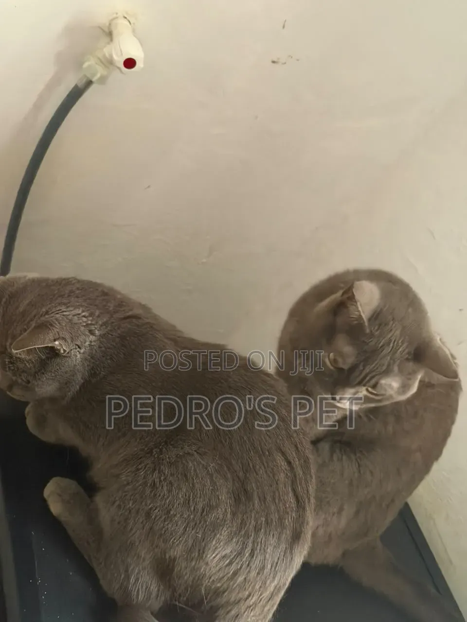 6-12 months Female Purebred British Shorthair