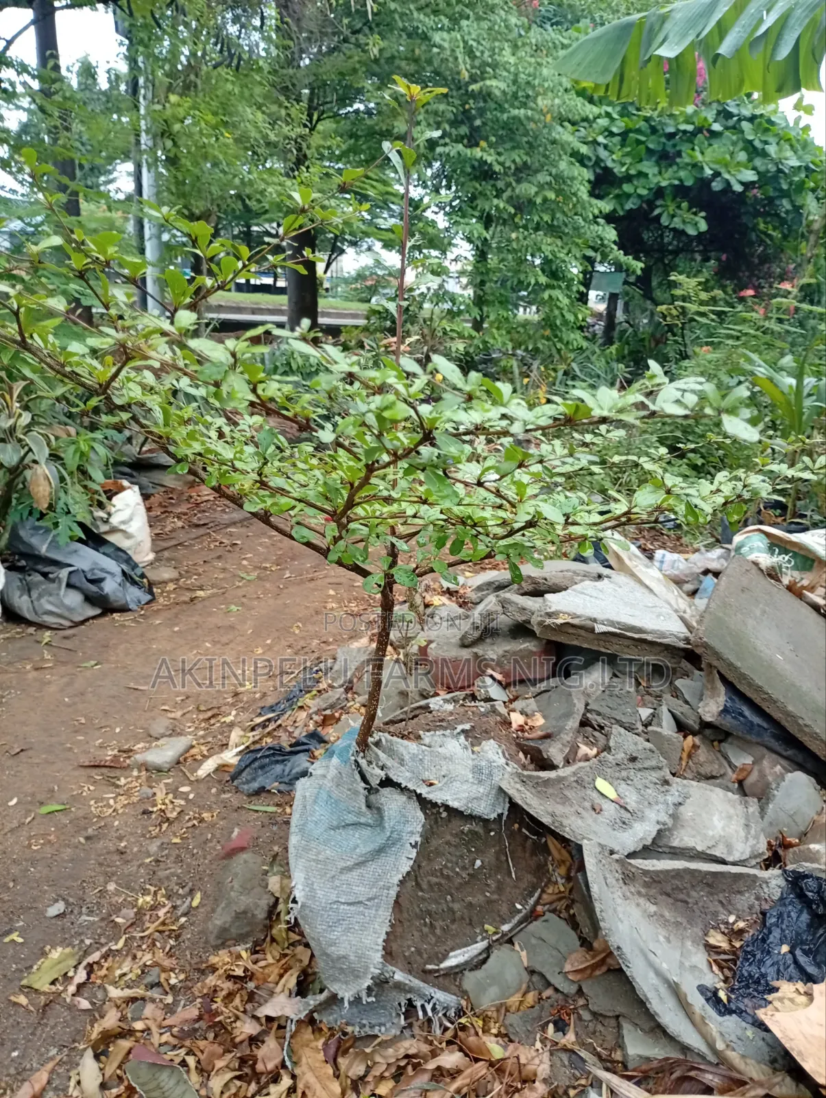 Live Long Through Natural Flowers, Trees and Plants