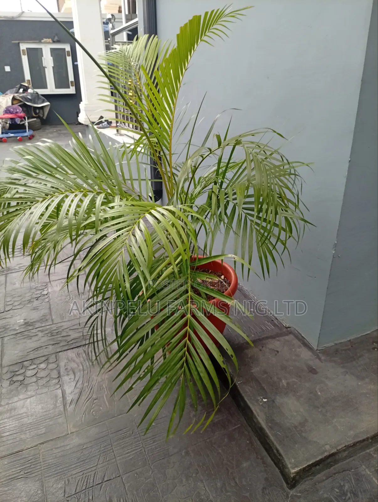 Live Long Through Natural Flowers, Trees and Plants