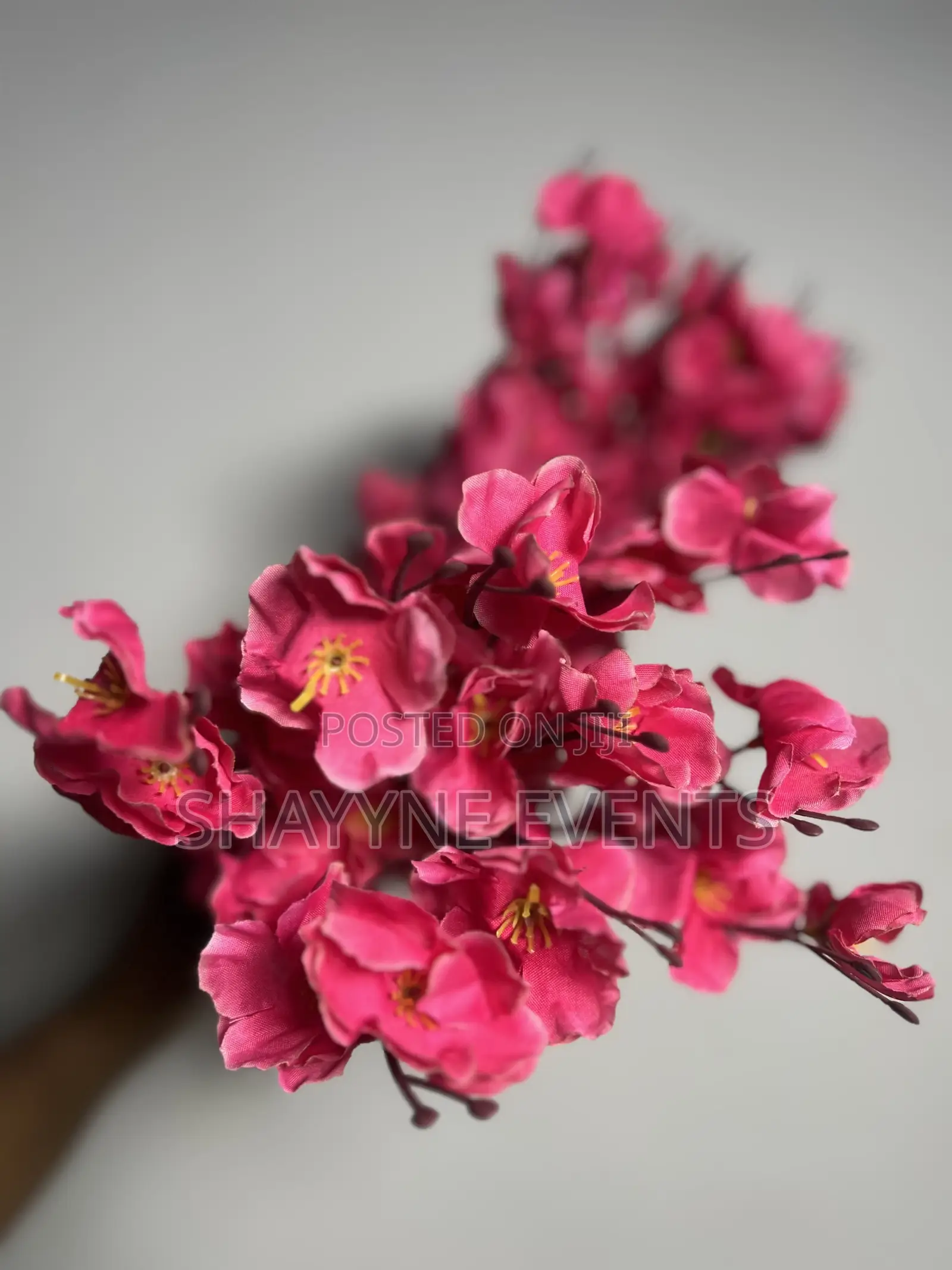 Cherry Blossoms Flowers Available for Rent in Different Colors