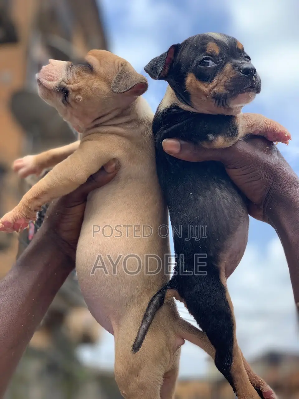 1-3 months Female Purebred American Bully