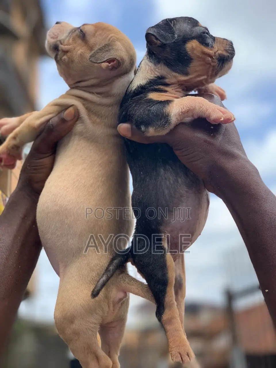 1-3 months Female Purebred American Bully