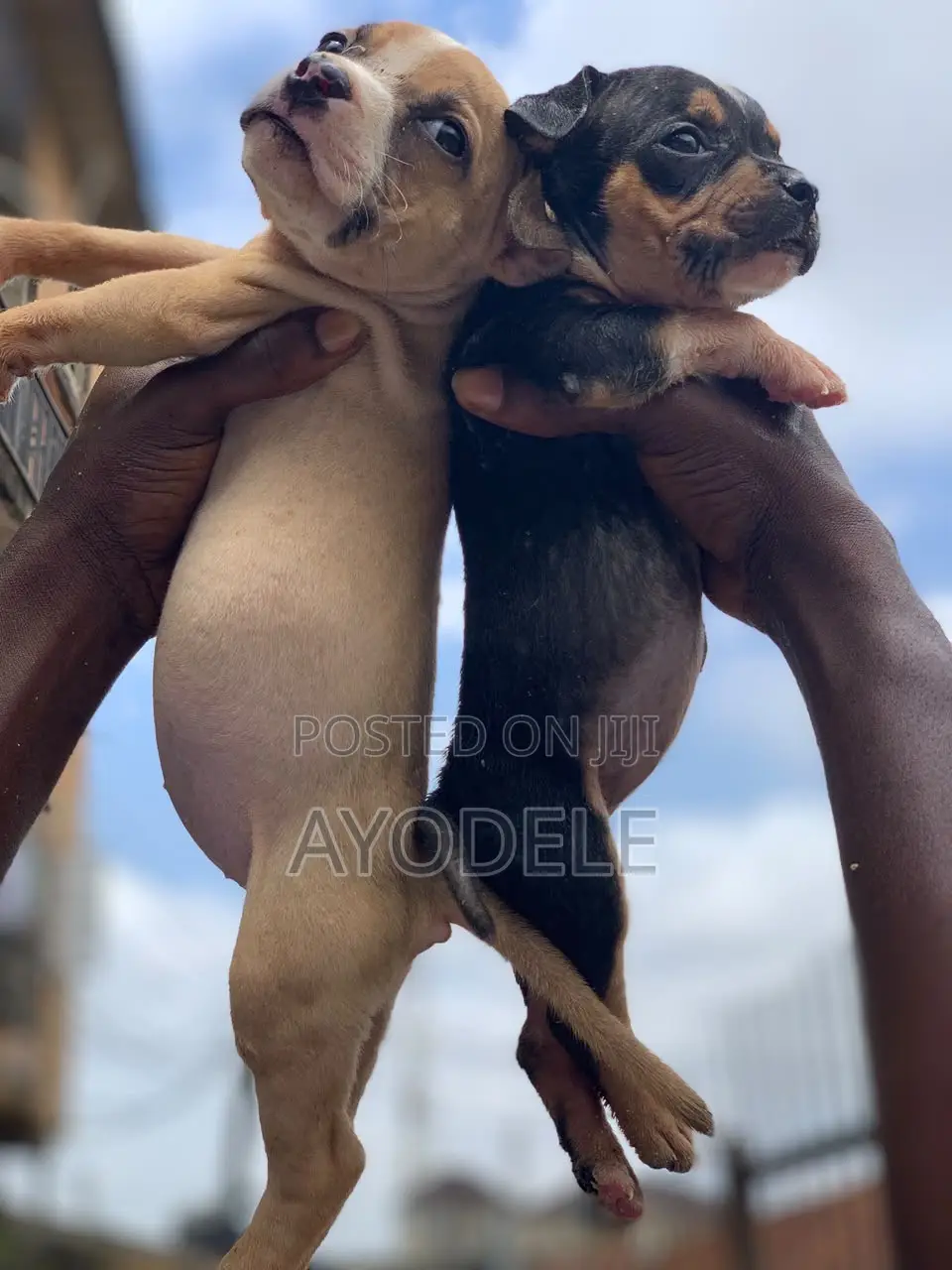 1-3 months Female Purebred American Bully