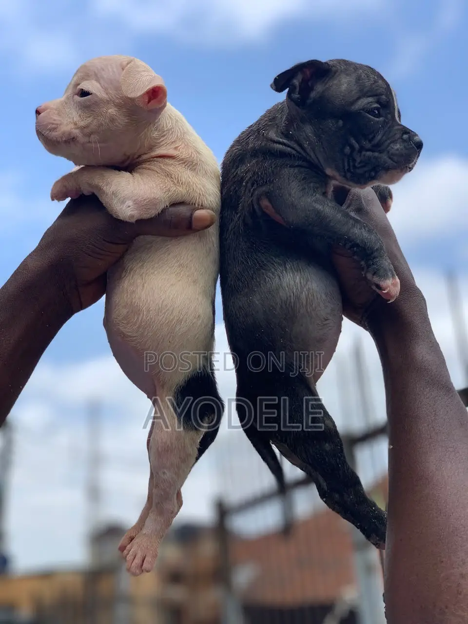 1-3 months Female Purebred American Bully