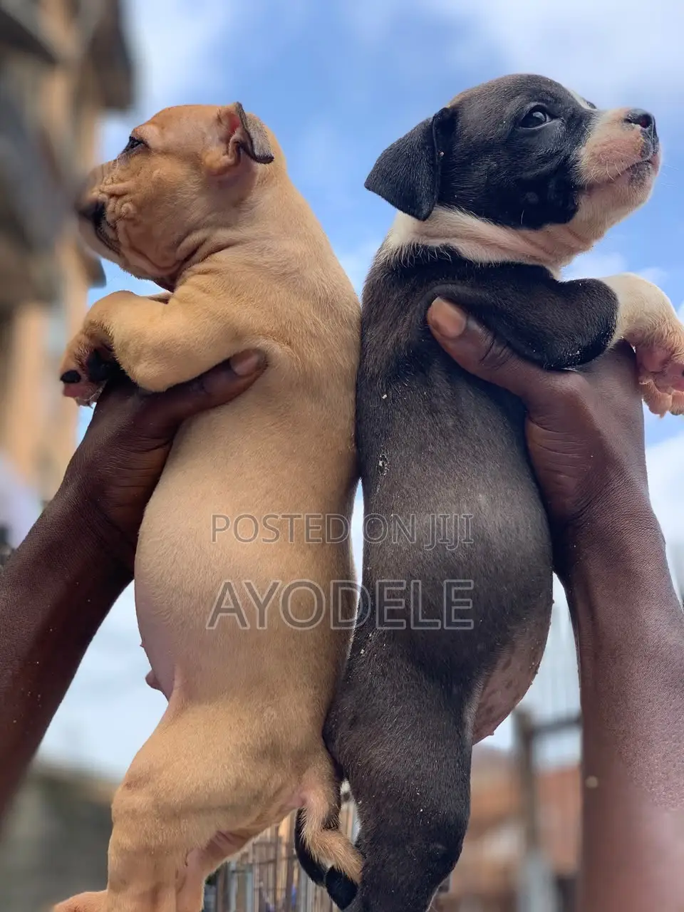1-3 months Female Purebred American Bully