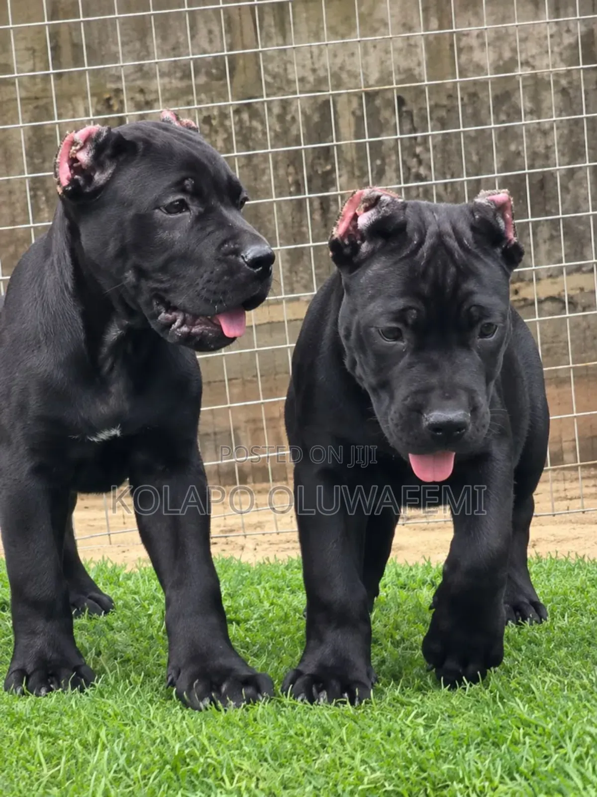 1-3 months Female Purebred Cane Corso