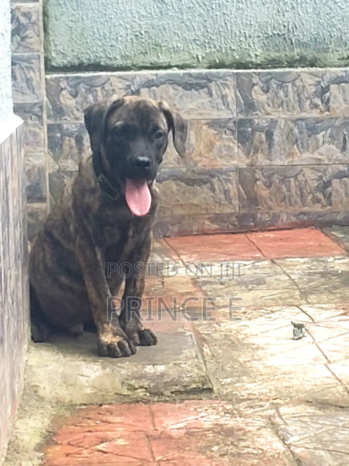 1-3 months Male Purebred Boerboel