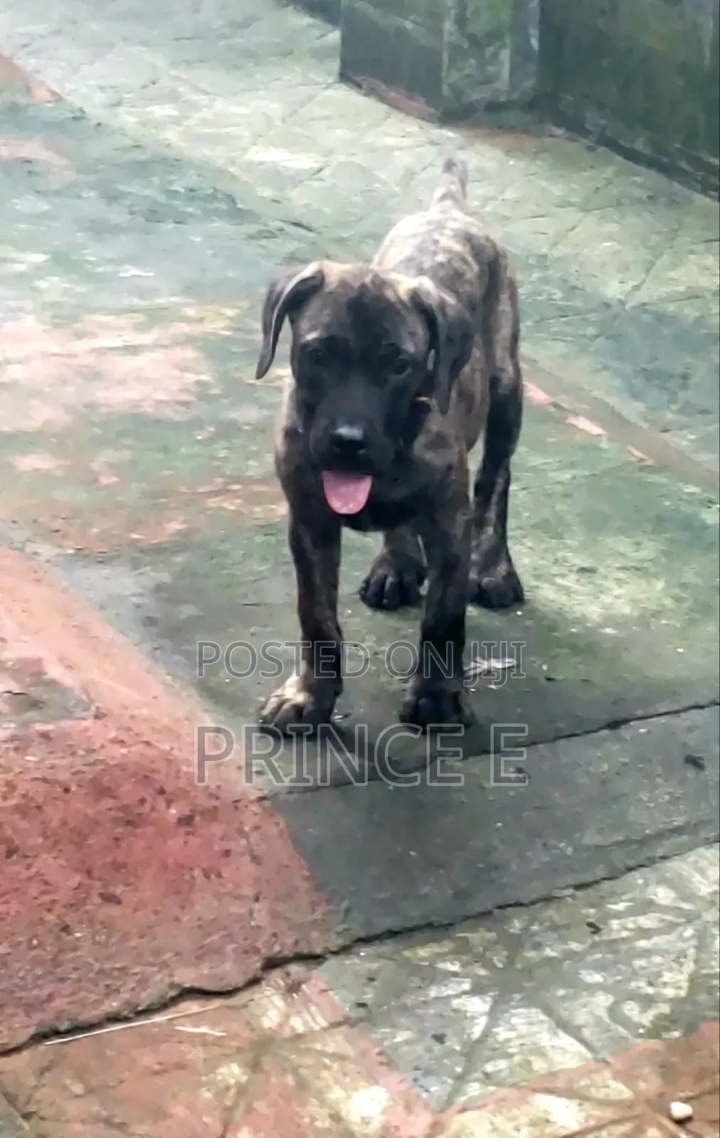 1-3 months Male Purebred Boerboel