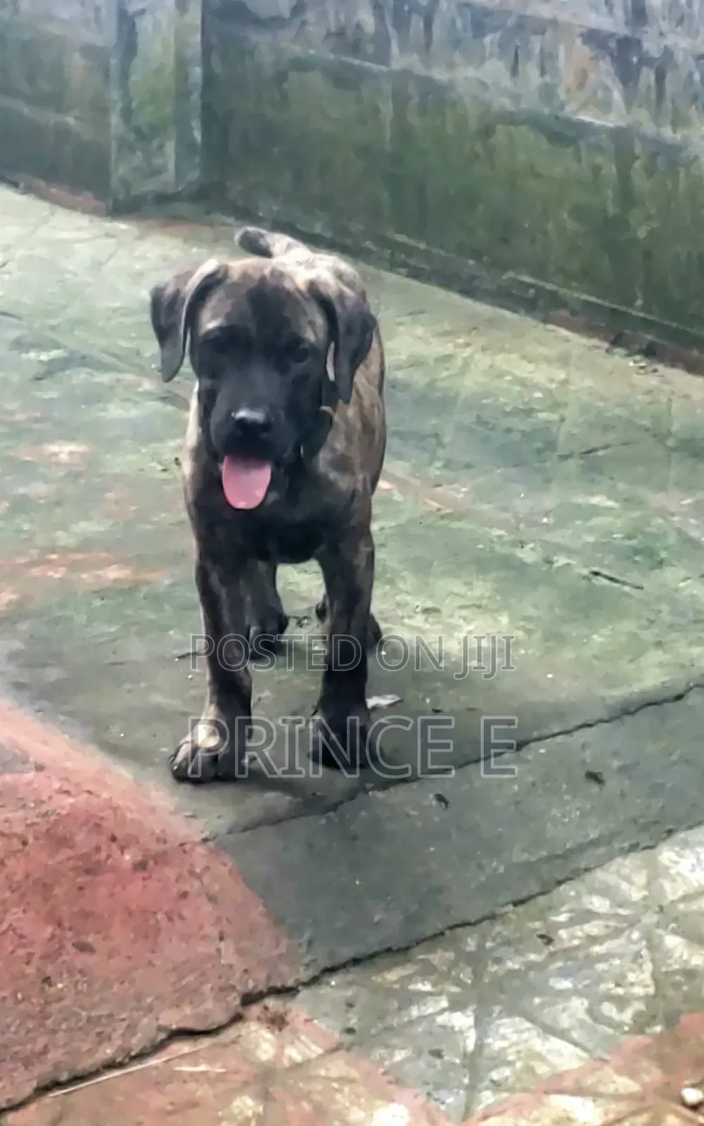 1-3 months Male Purebred Boerboel