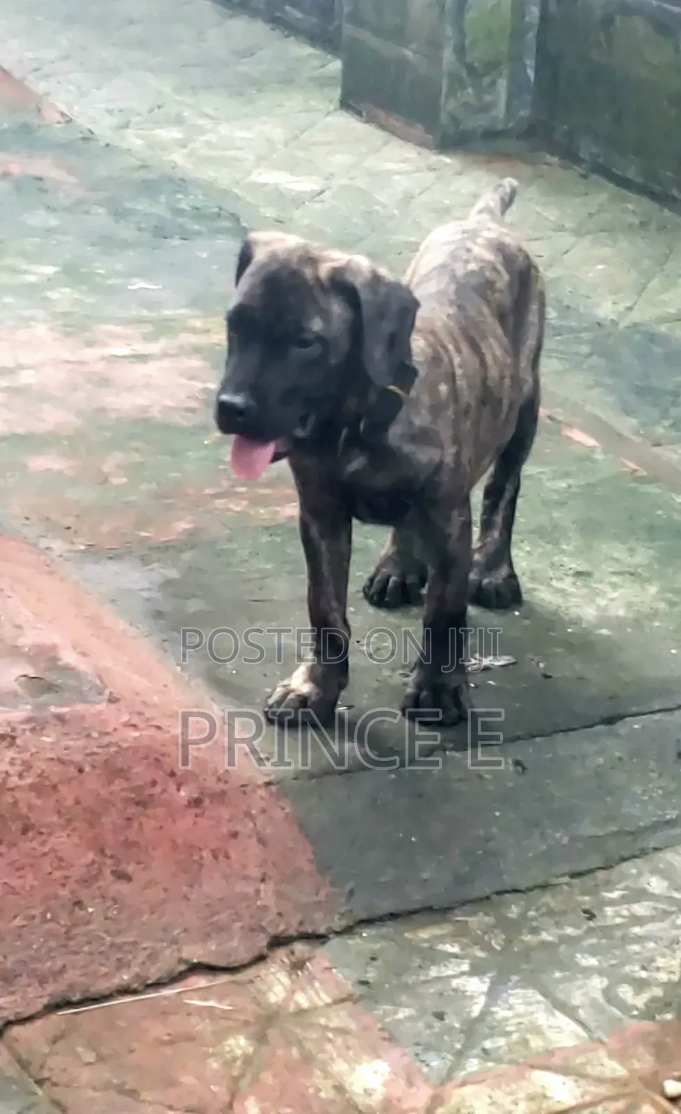 1-3 months Female Purebred Boerboel
