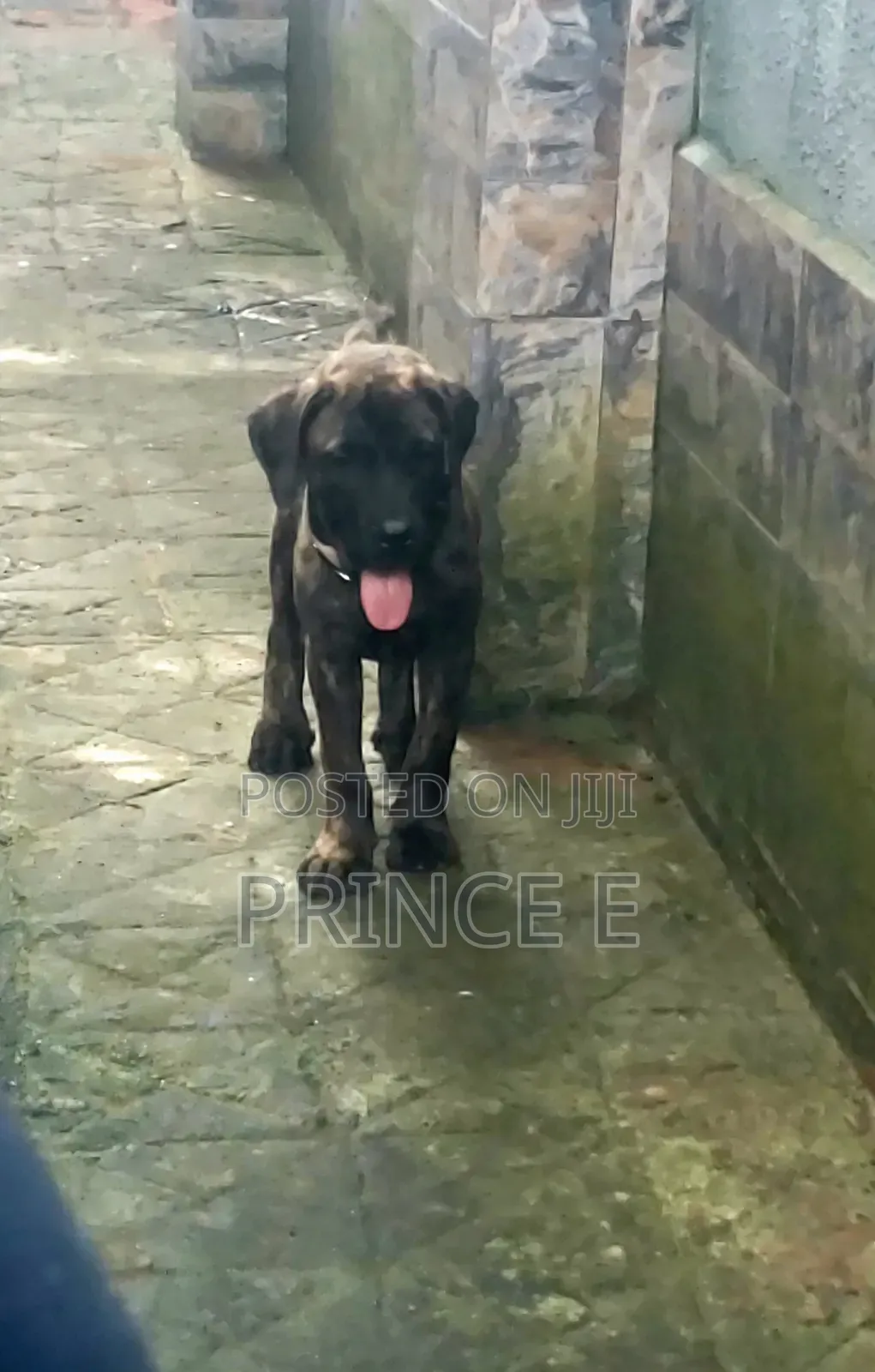 1-3 months Male Purebred Boerboel