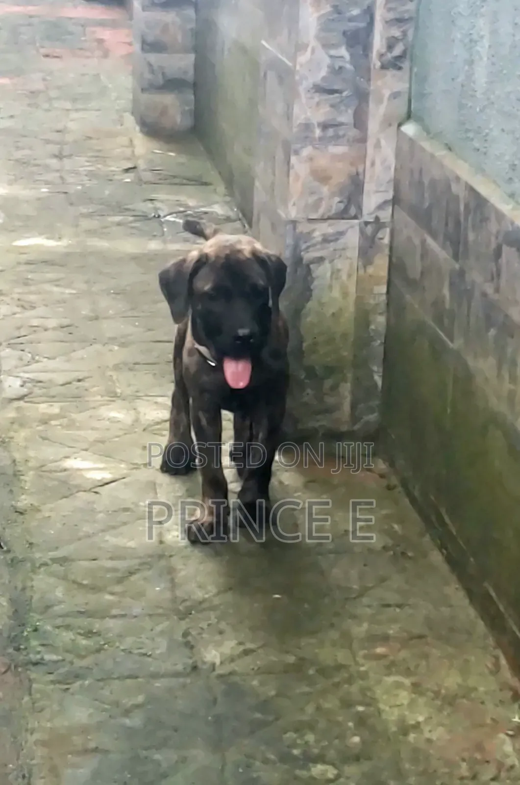 1-3 months Male Purebred Boerboel