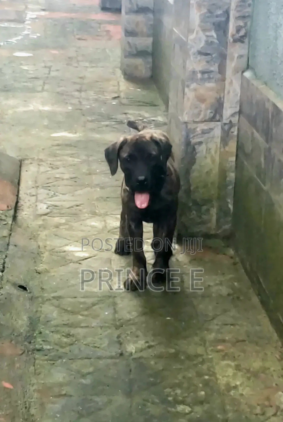 1-3 months Male Purebred Boerboel