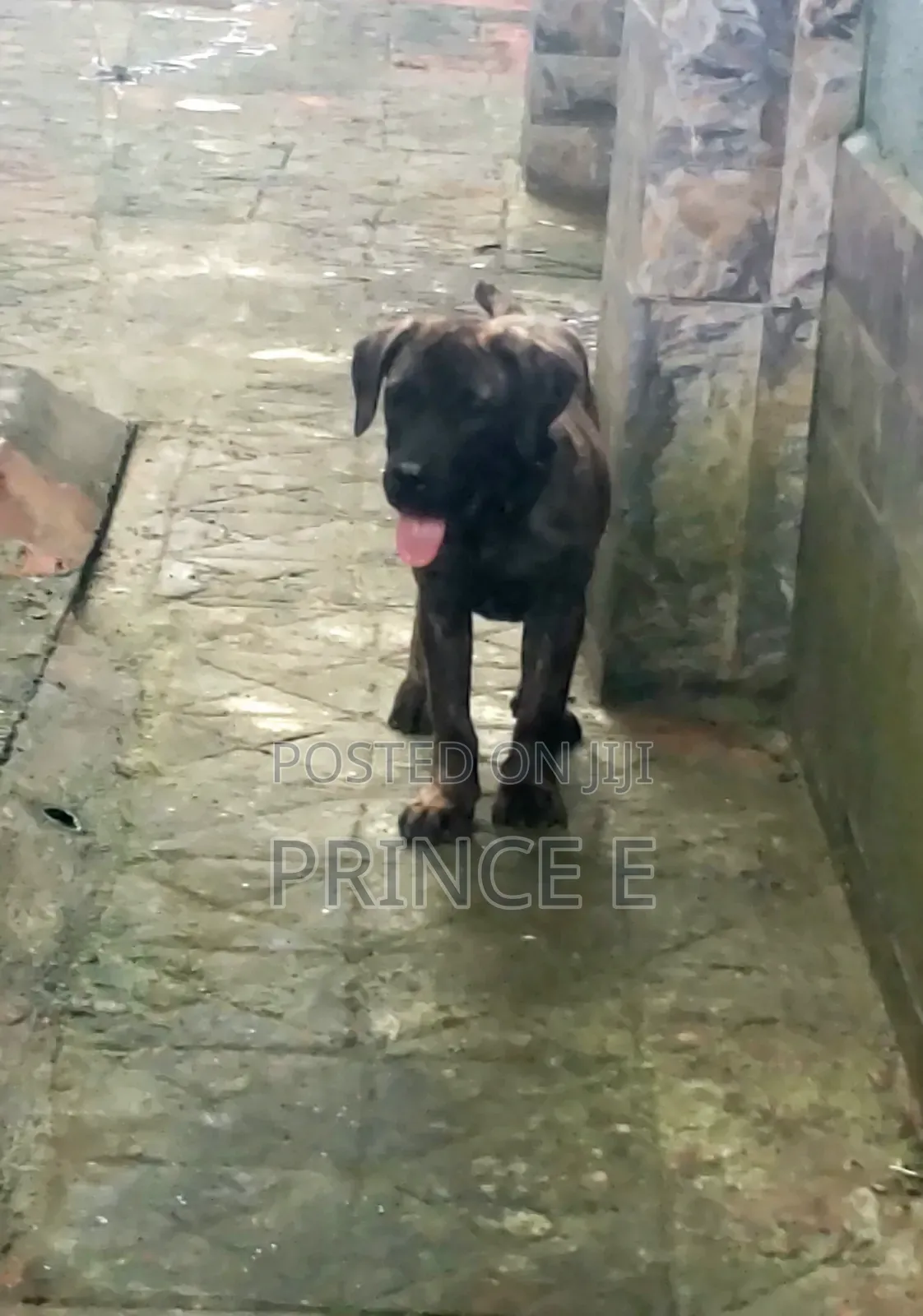 1-3 months Male Purebred Boerboel