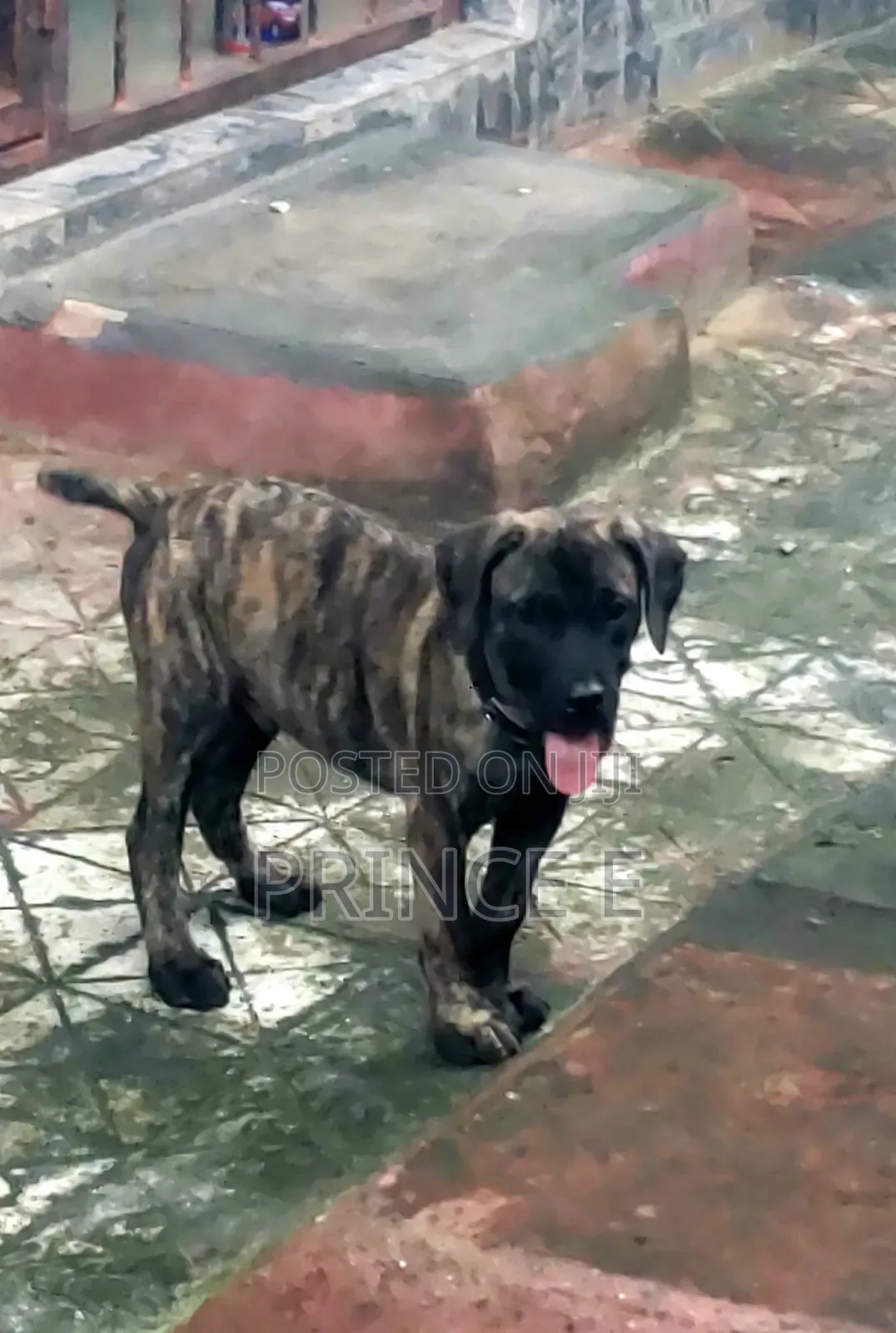 1-3 months Male Purebred Boerboel