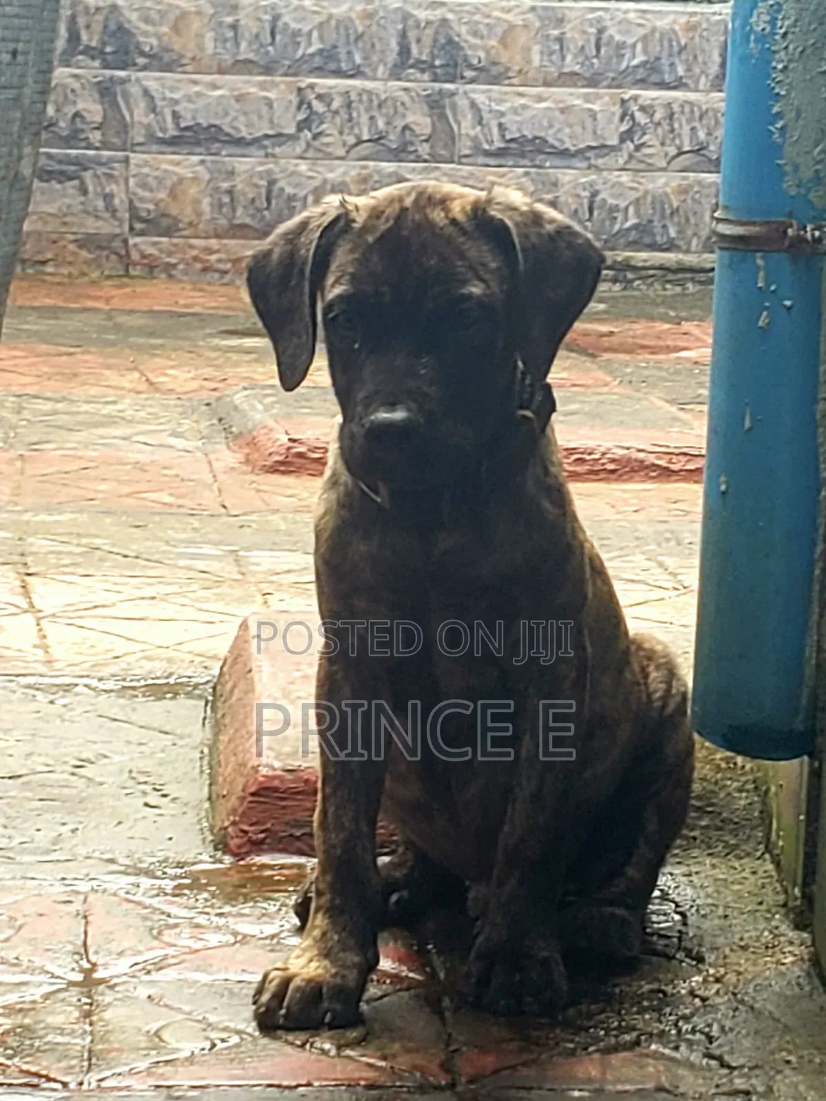 1-3 months Male Purebred Boerboel