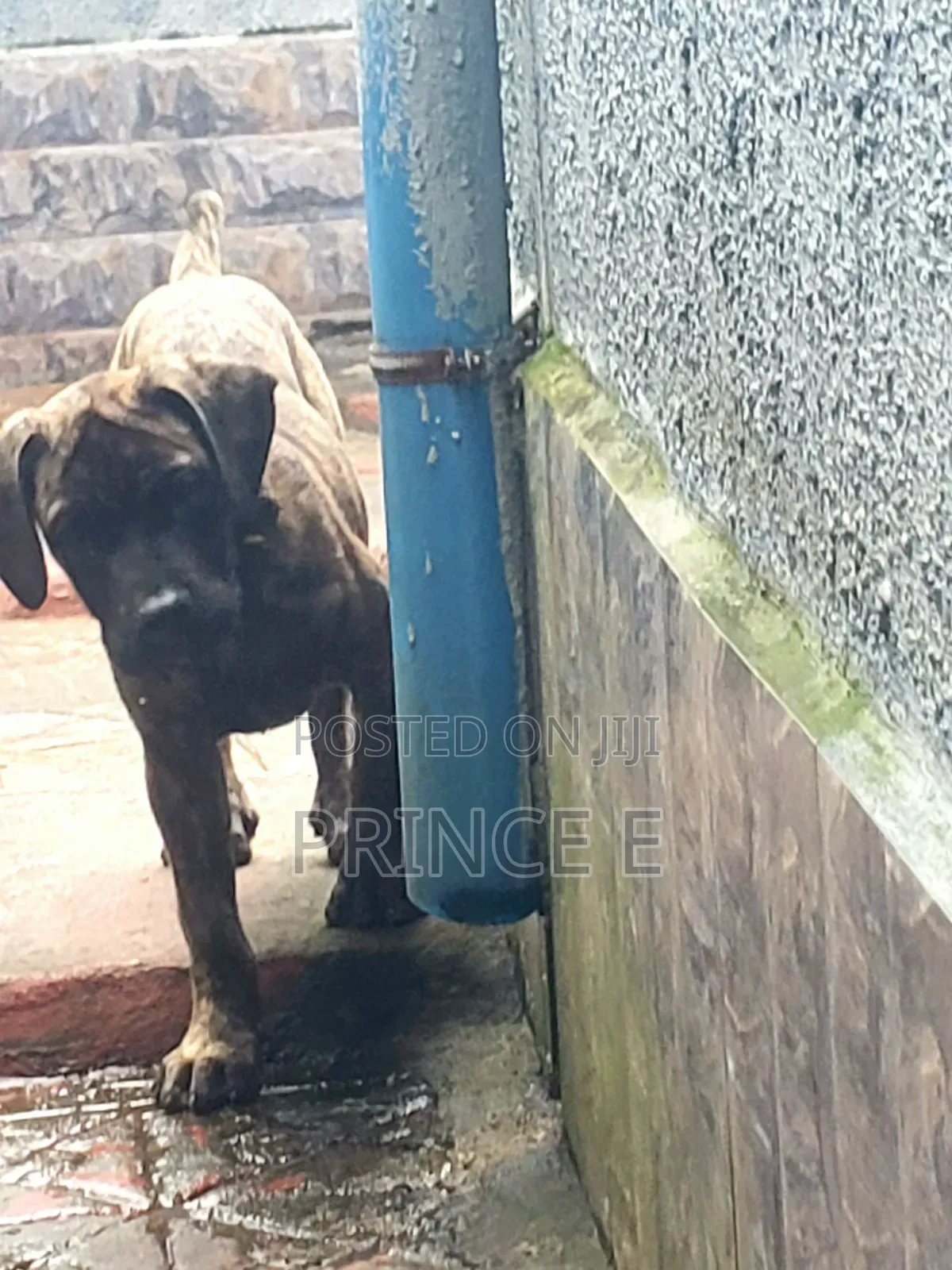 1-3 months Male Purebred Boerboel