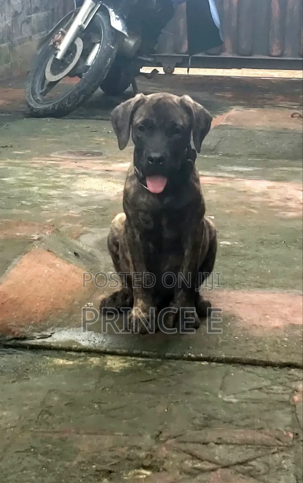 1-3 months Male Purebred Boerboel