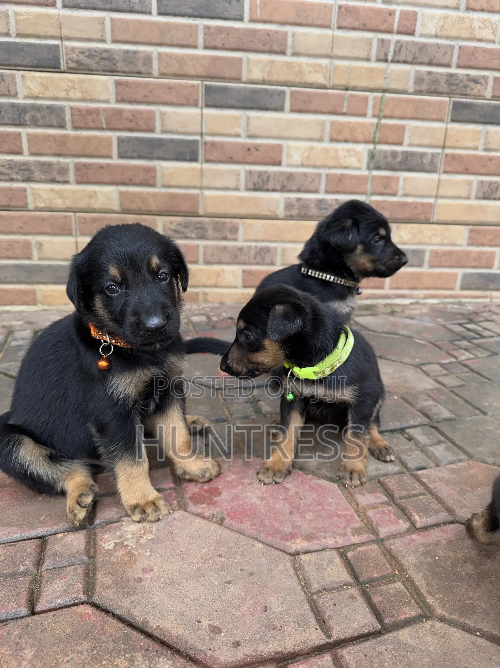 0-1 month Female Mixed Breed German Shepherd