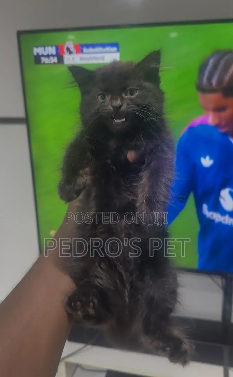 3-6 months Male Purebred Scottish Fold