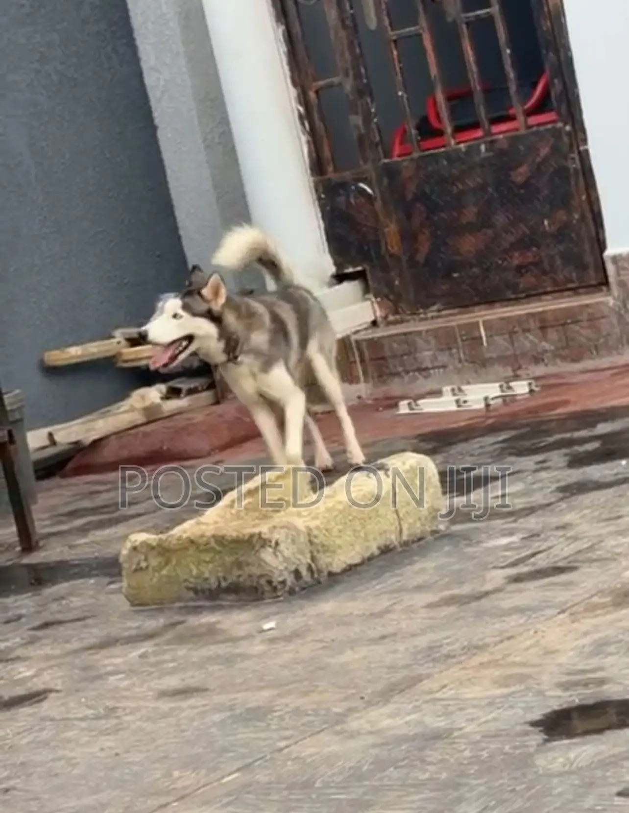 1+ year Female Purebred Siberian Husky