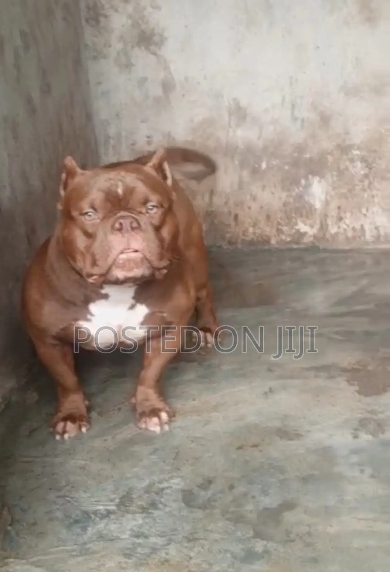 6-12 months Male Purebred American Bully