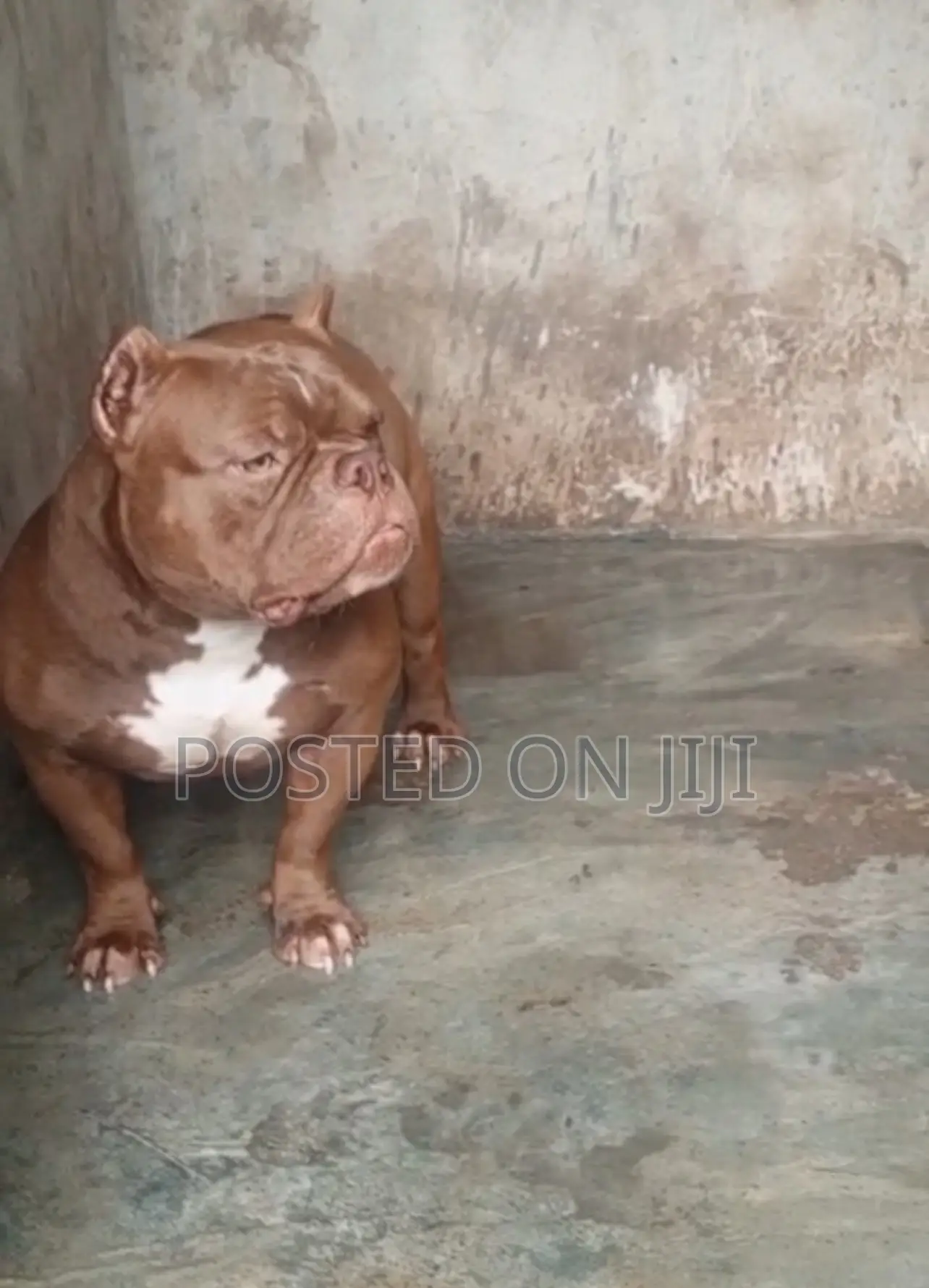 6-12 months Male Purebred American Bully