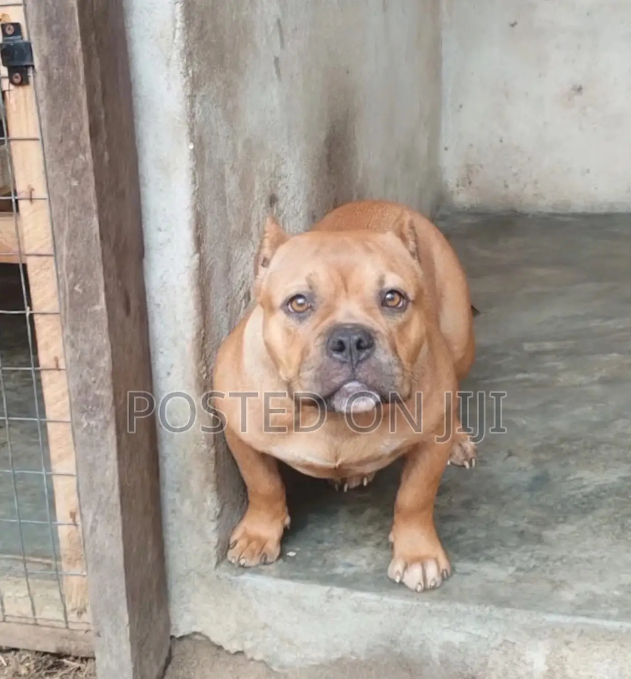 3-6 months Female Purebred American Bully