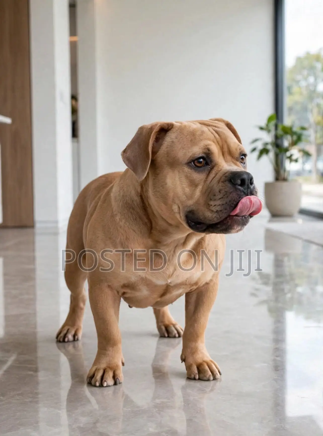 3-6 months Female Purebred American Bully
