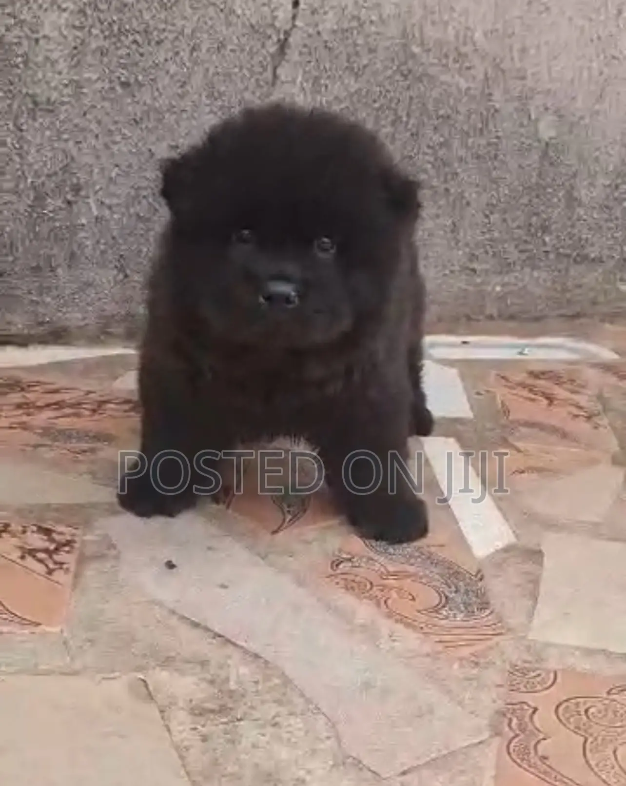1-3 months Male Purebred Chow Chow
