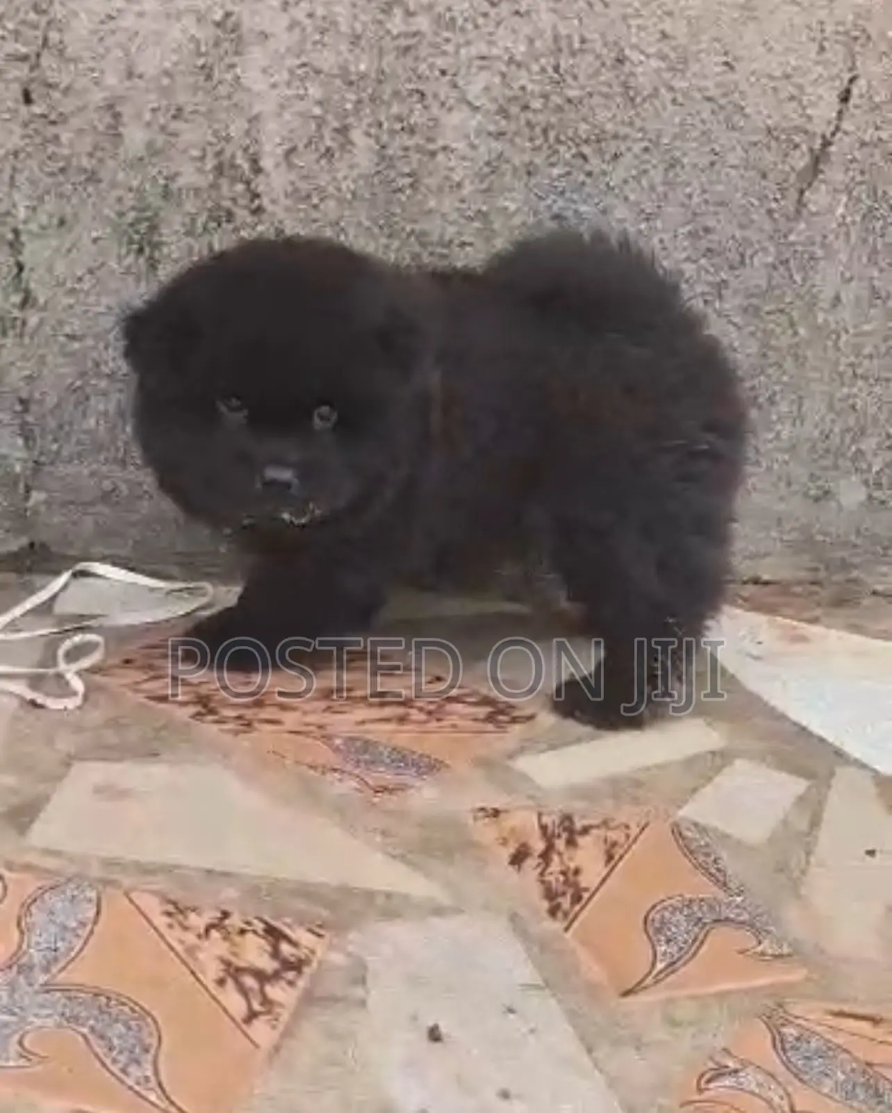 1-3 months Male Purebred Chow Chow