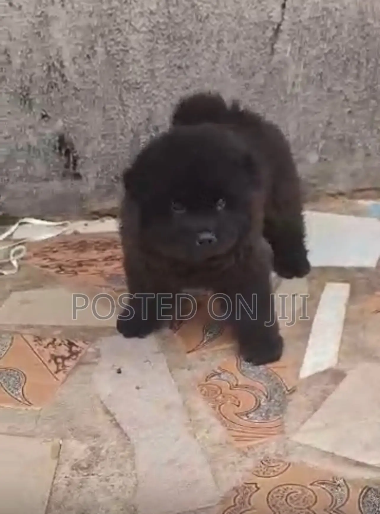 1-3 months Male Purebred Chow Chow