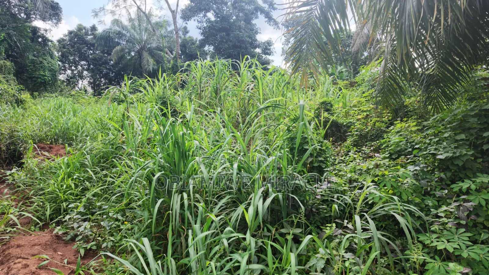 4 Plots of Land Available Umuahia