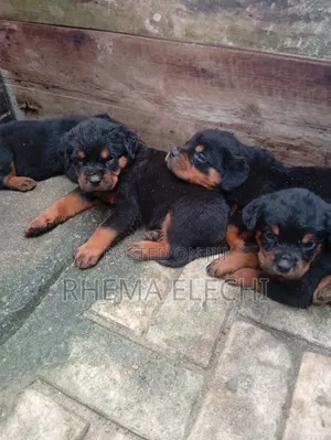1-3 months Female Purebred Rottweiler