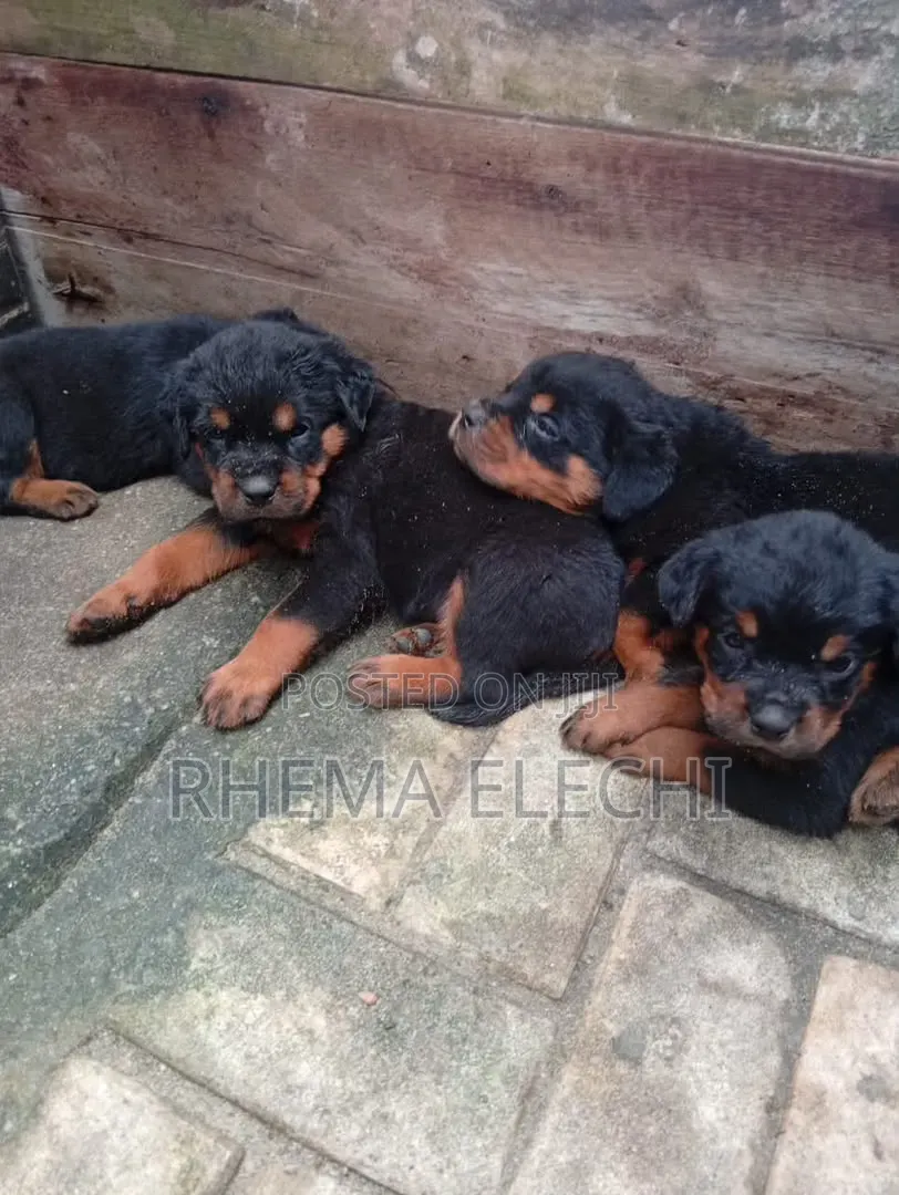 1-3 months Female Purebred Rottweiler