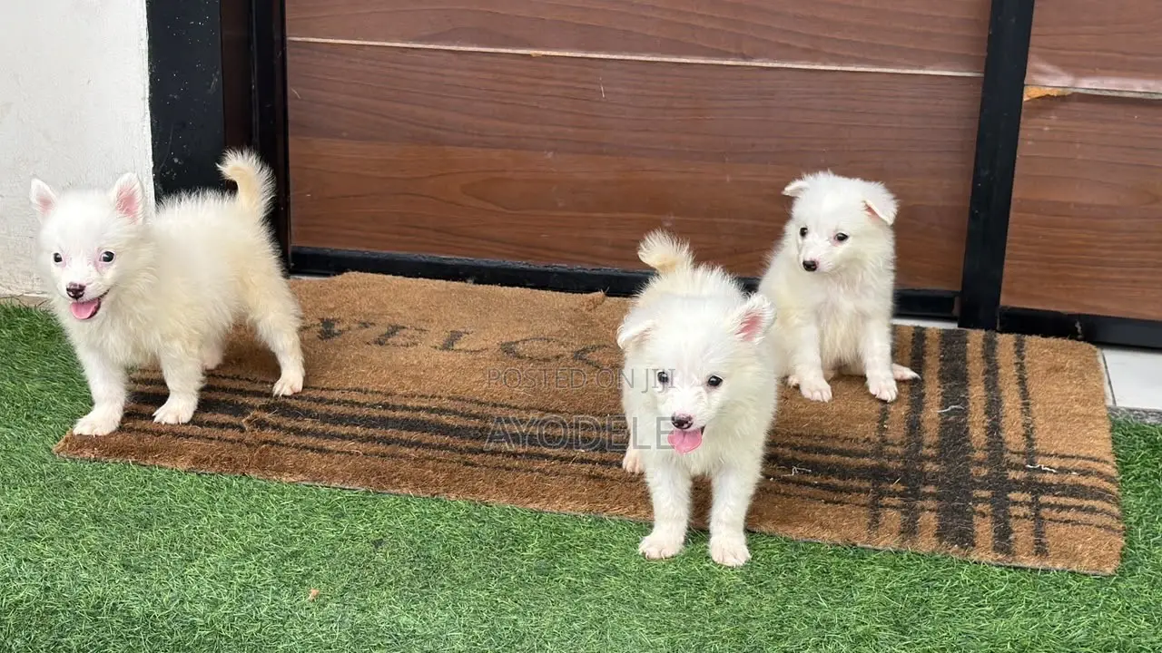 1-3 months Female Purebred American Eskimo