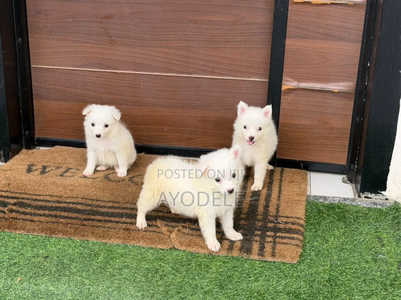 1-3 months Female Purebred American Eskimo