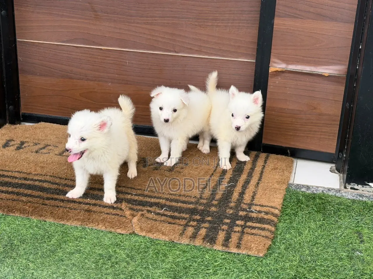 1-3 months Female Purebred American Eskimo