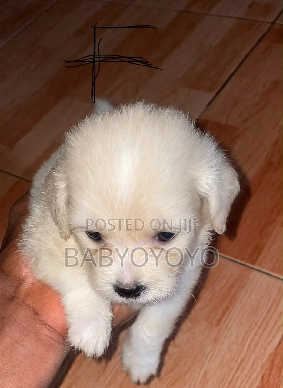 1-3 months Female Purebred Lhasa Apso