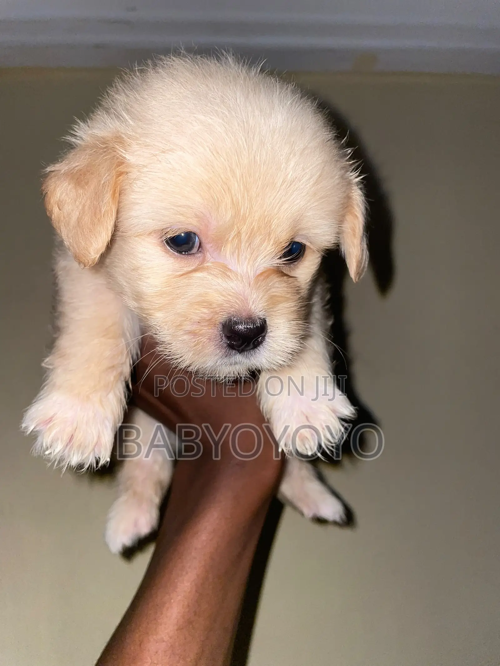 1-3 months Female Purebred Lhasa Apso