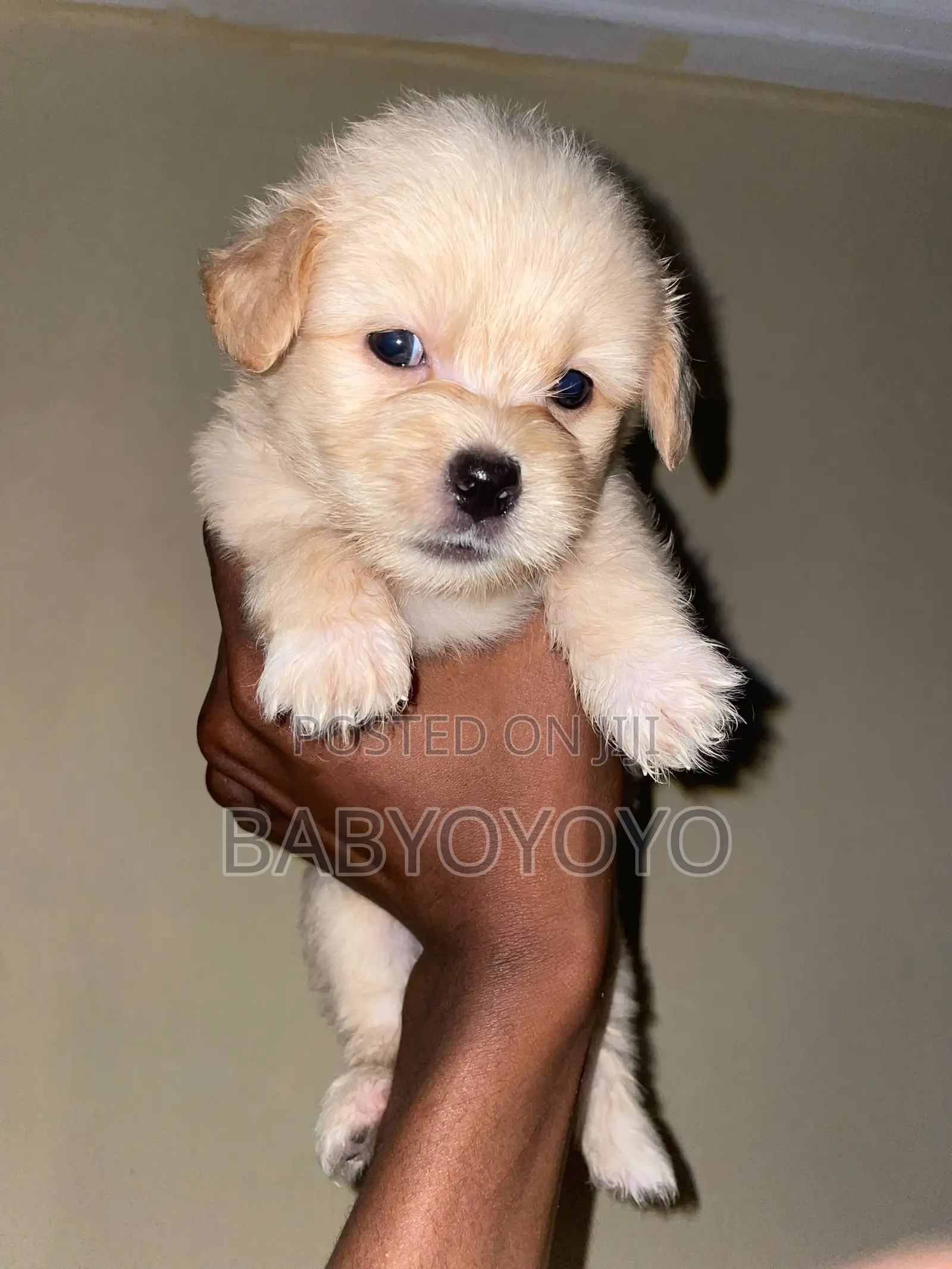 1-3 months Female Purebred Lhasa Apso