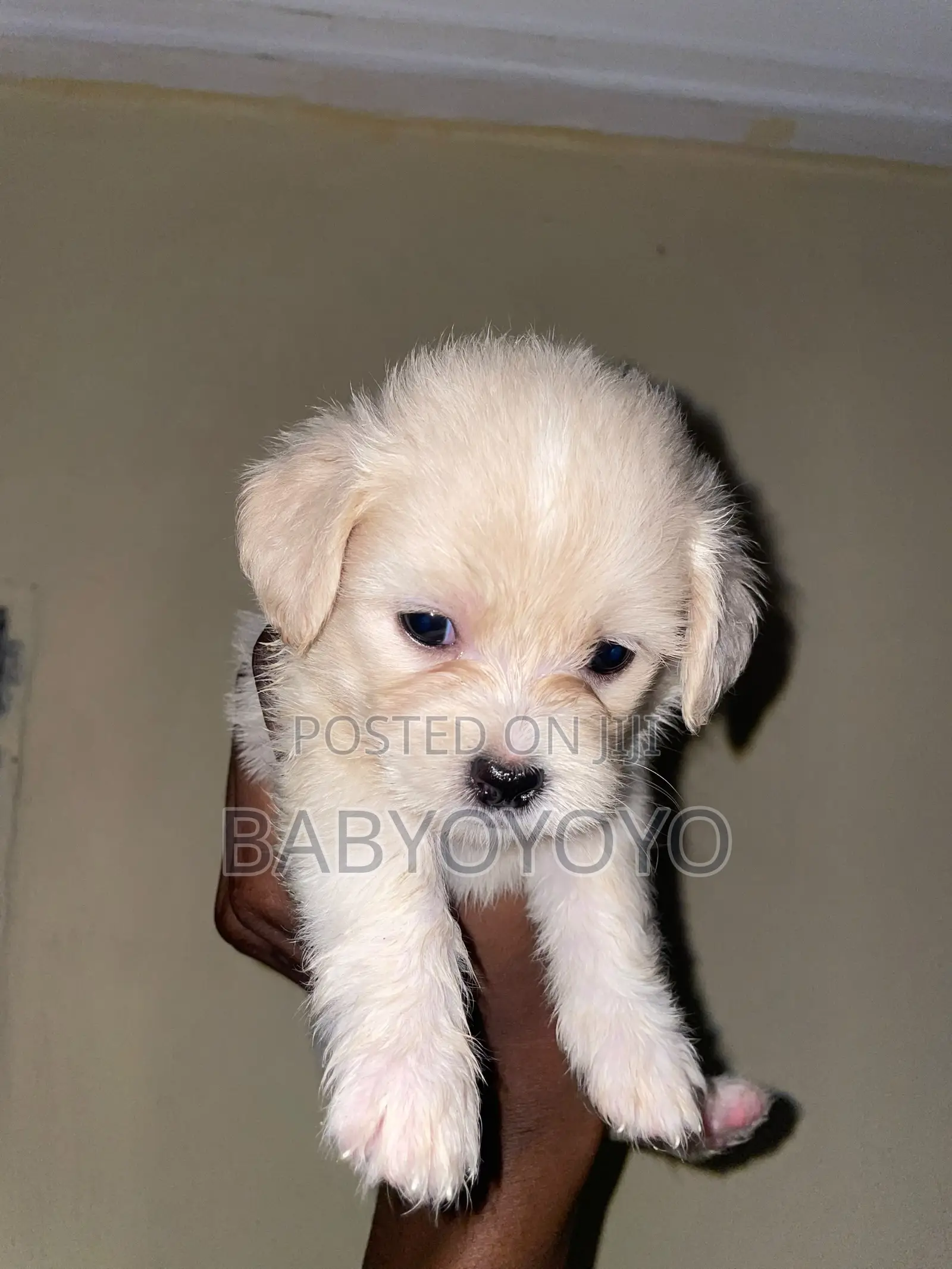1-3 months Female Purebred Lhasa Apso
