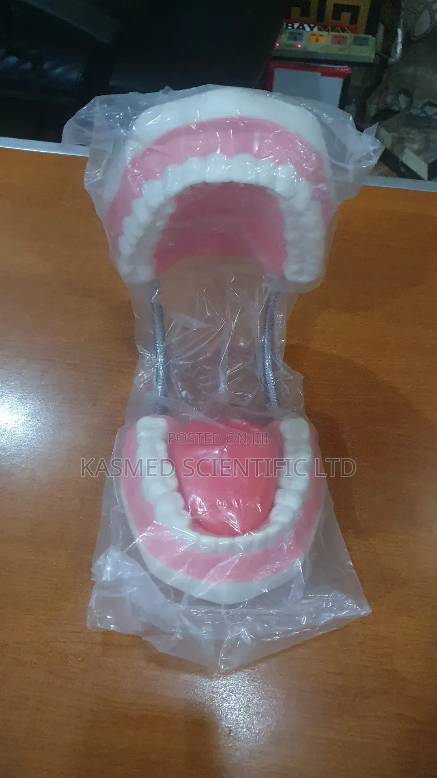 Teeth Model for Medical Laboratory