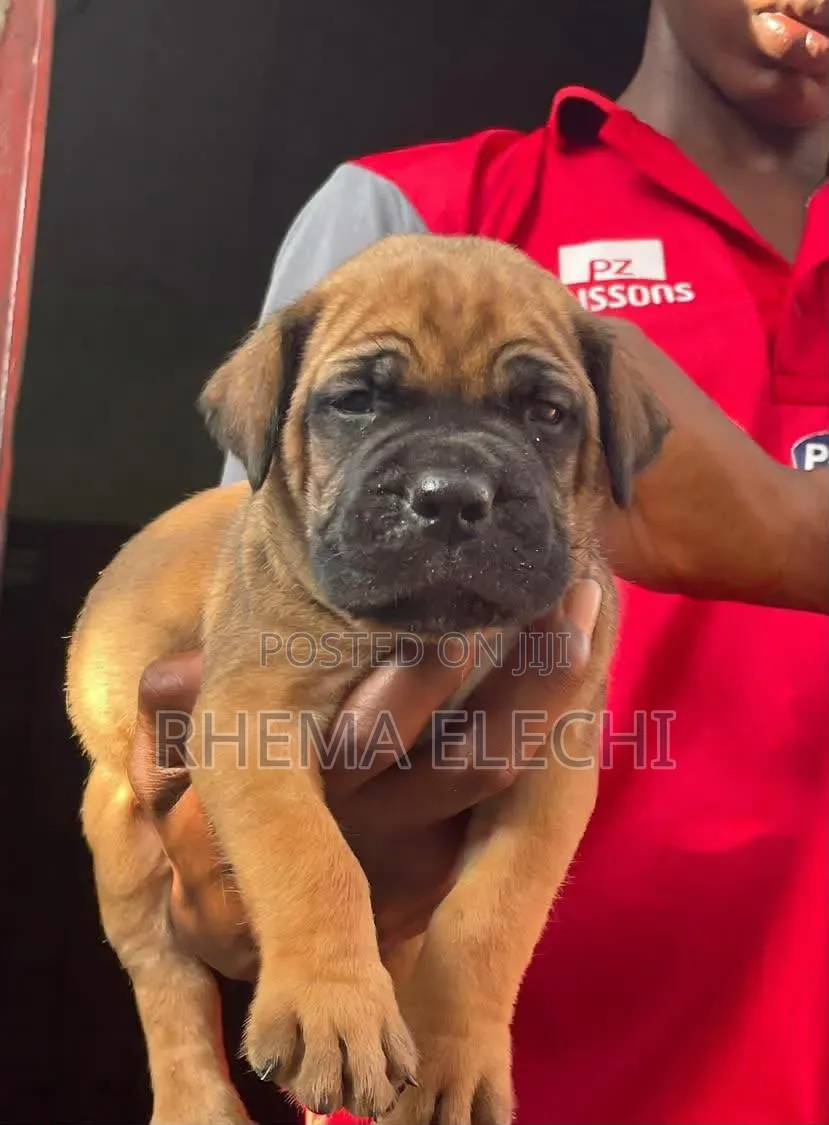 1-3 months Female Purebred Boerboel